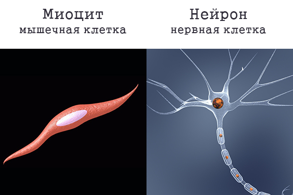 Мышечная и нервная клетка